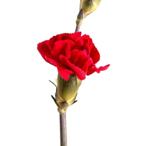 Semillas Clavel Chabaud Flor Gigante Rojo Escarlata Y A