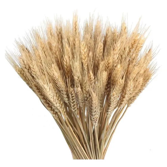 100 Hastes De Trigo Seco Para Decoração, Convites E Arranjos