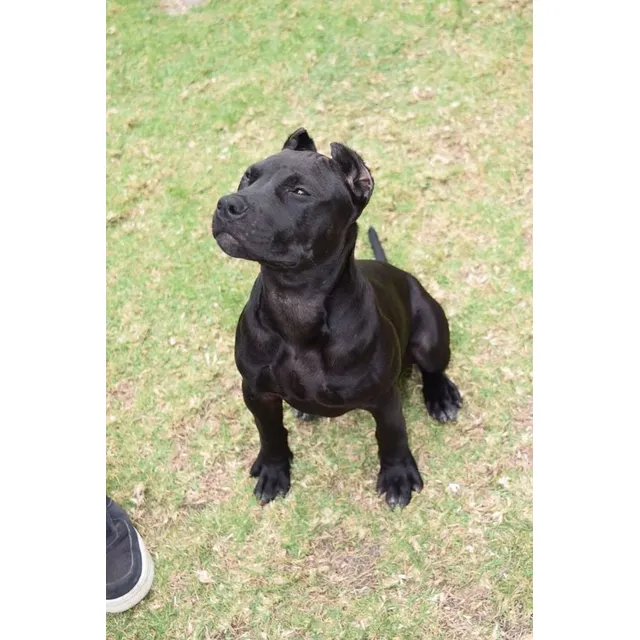 Cachorros Pitbull Negro Perros Colombia Medellín Bogotá