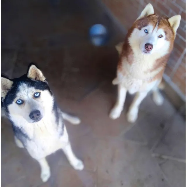 Husky Siberiano Puro Con Pedigree