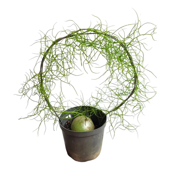 Cebolla Trepadora Planta Viva Exótica De Colección Bowiea