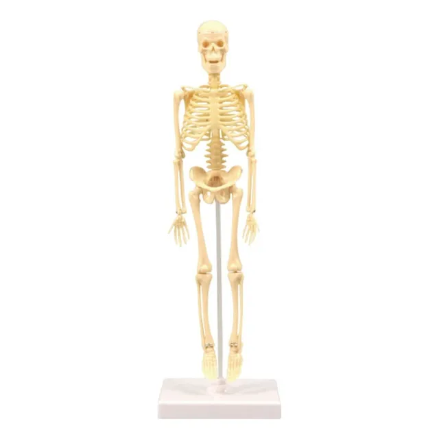 Para  Para Modelo De Esqueleto De Anatomia Humana Anatômica