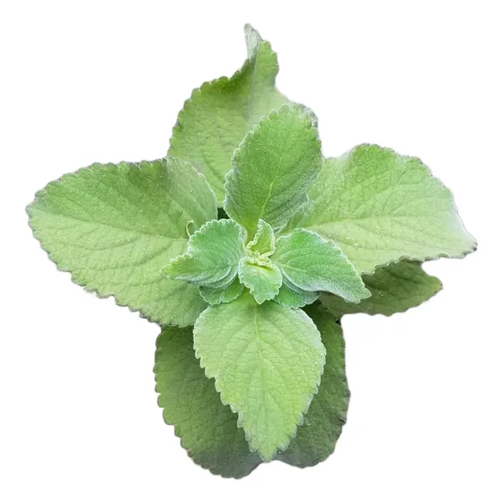 Boldo Paraguayo Plectranthus Ornatus. Aromática!!!!!!
