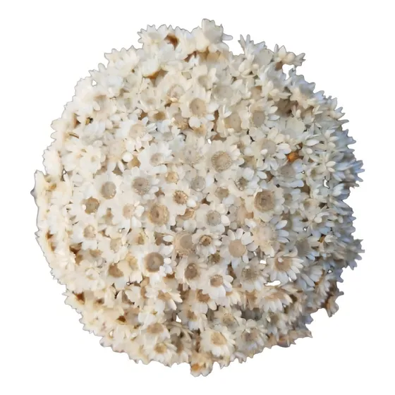 Flores Desidratadas Te Decorações Sempre Viva Cor Branco
