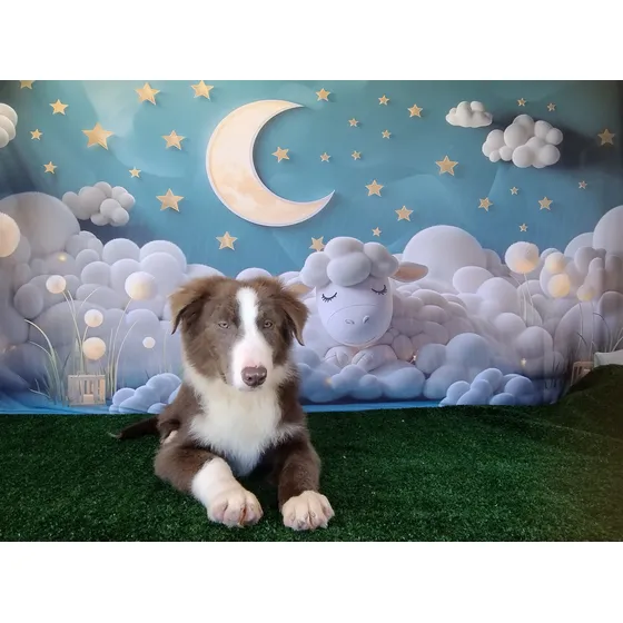 Filhotes De Border Collie