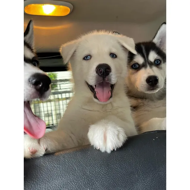 Husky Macho De Pelaje Gris Negro Y Blanco