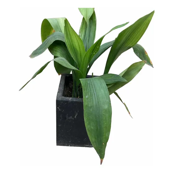 Aspidistras Medianas, En Macetero De Madera.
