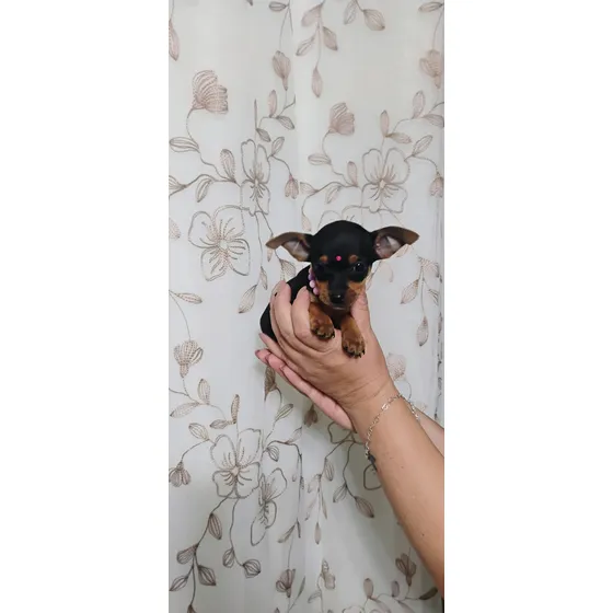Pinscher Fêmea Com Pedigree