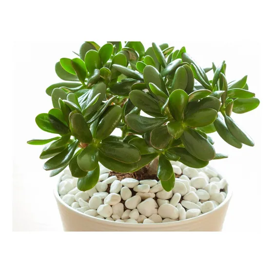 Àrbol De Jade !  Feng Shui, Prosperidad....