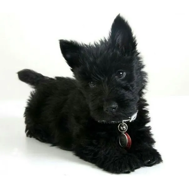 Cachorros Terrier Escocés Perros Scottish Terrier Bogotá