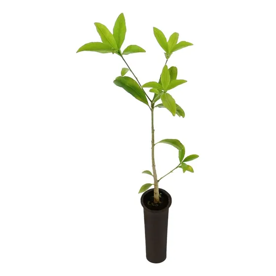 Muda De Peroba Rosa - Pronta Para O Plantio - Envio Imediato