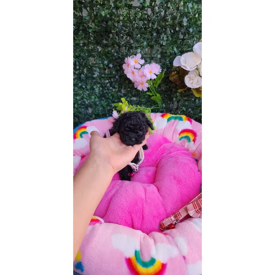 Cachorro Micro Toy Negro Azabache 