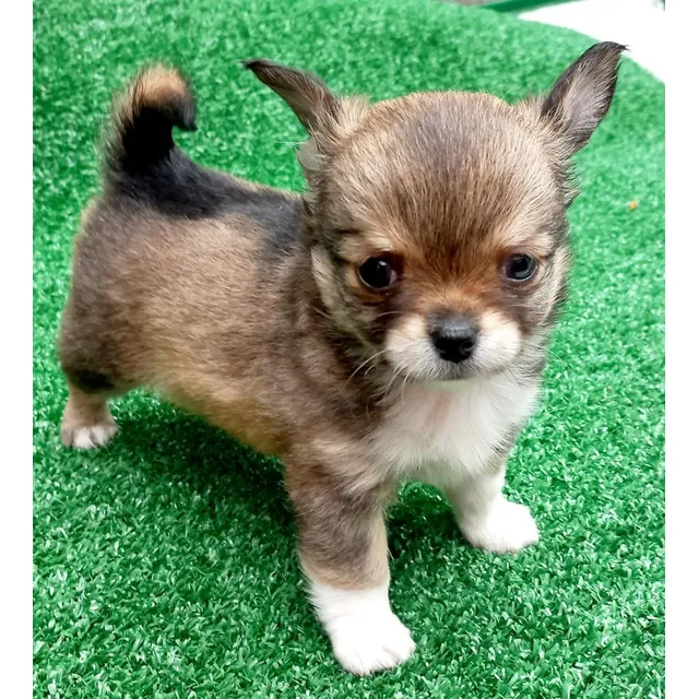 Cachorro Chihuahua Pelo Largo Bog, Cali Animal Pets Colombia