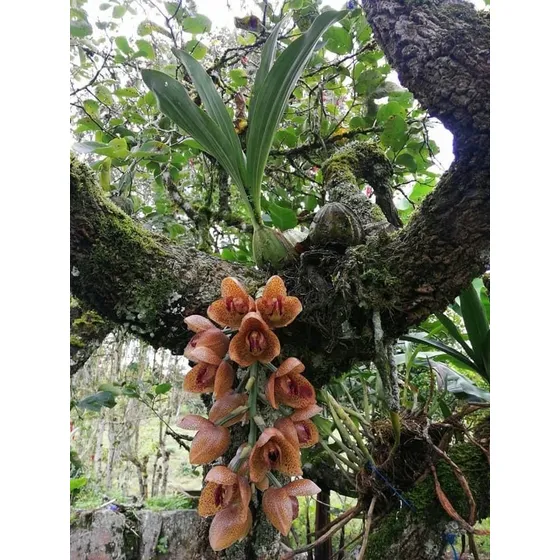Orquídea