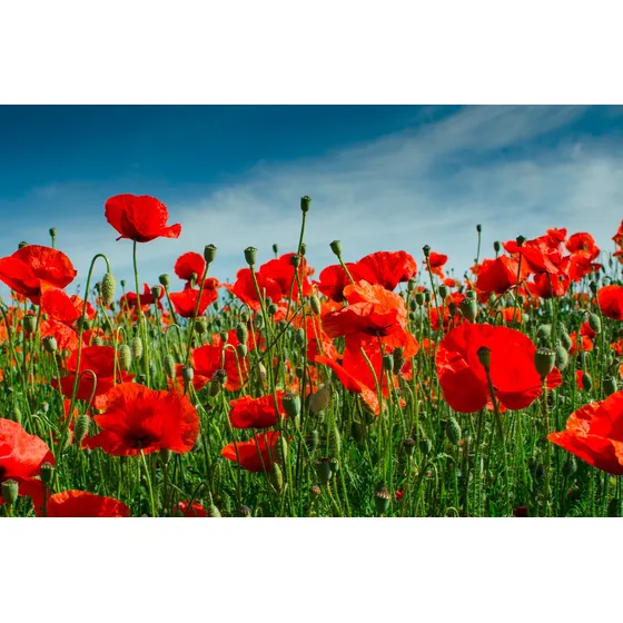 Semillas Orgánicas Flor, Semillas De Amapola Roja
