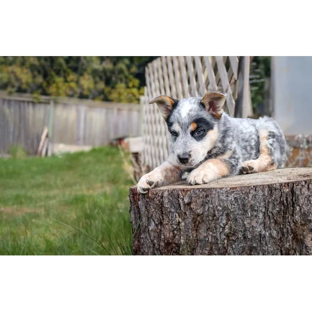 Perros Pastor Ganadero Australiano Cachorros Bogotá Cali Pet