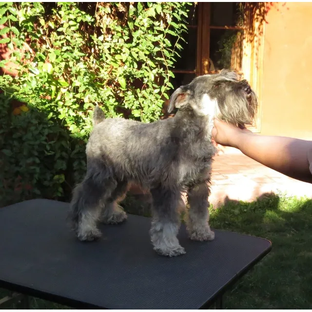 Schnauzer Miniatura Campeón Para Cruza
