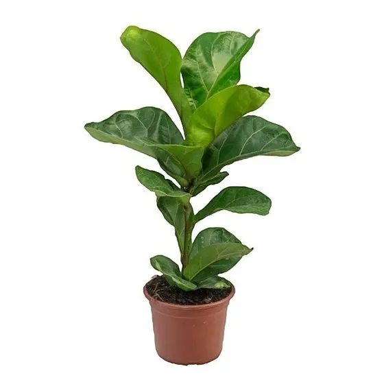 Ficus Lyrata P15