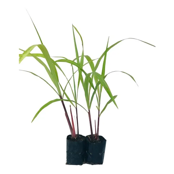 2 Mudas Citronela, Capím Limão Cymbopogon Nardus No Saquinho