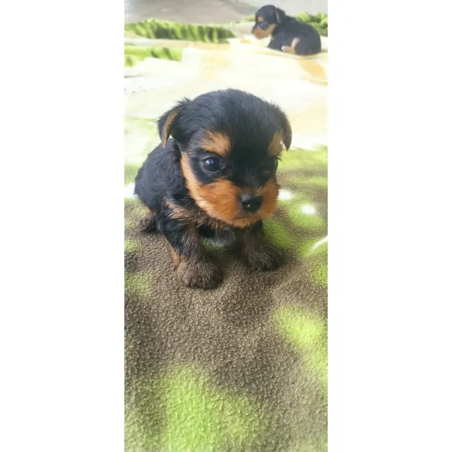 Cachorros Yorkie Bogotá Animal Pets Colombia 