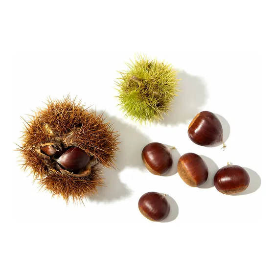 Arbol Frutal De Castaño De 1.40 M Envio  Gratis A  Rm