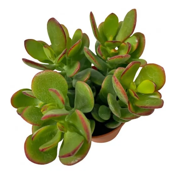 Suculenta Planta Jade : Atrai Sorte, Dinheiro E Prosperidade