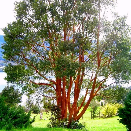 Arrayán  Árbol Nativo 