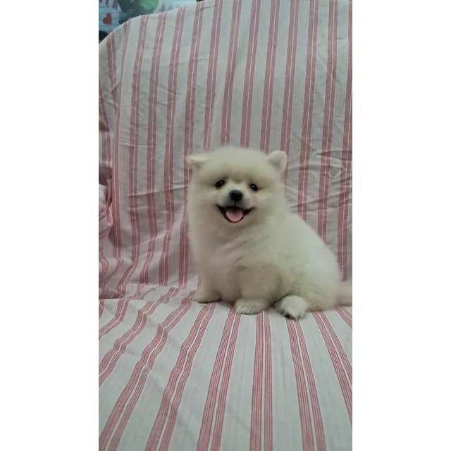 Cachorro Pomeriana  Hembra Y Macho