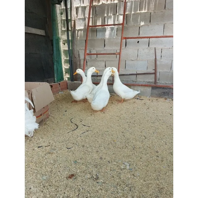 Pato Pekin O Pato Ganso