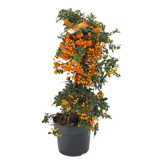 Crataegus ( Pyracantha Coccinea)
