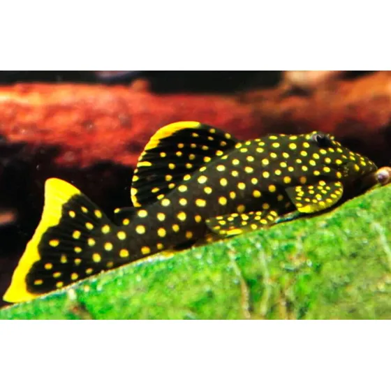 Peixe Cascudo Pepita De Ouro L018 - 12 Cm