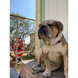 Bulldog Ingles Bulldog Ingles