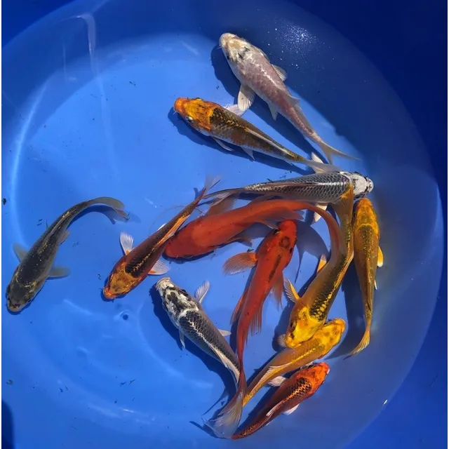 Carpas Koi Nacionales 10-12 Cm Estanques Lagos Lagunas
