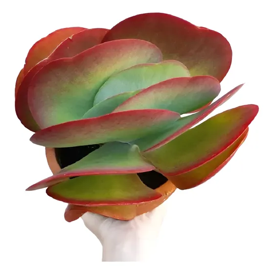 Suculenta Orelha De Elefante Kalanchoe Thyrsiflora Vermelho