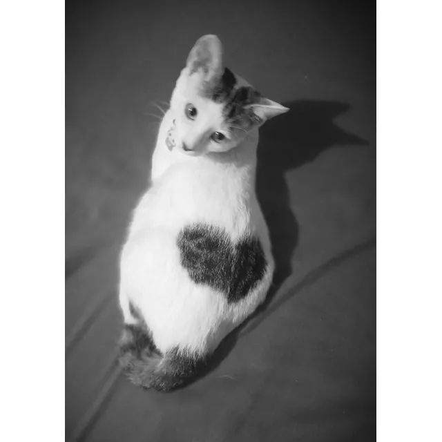 Linda Gatita Blanca De 6 Meses En Adopcion Tiene Vacuna