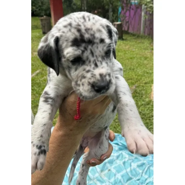 Cachorros Gran Danes. Todas Las Razas De Perros
