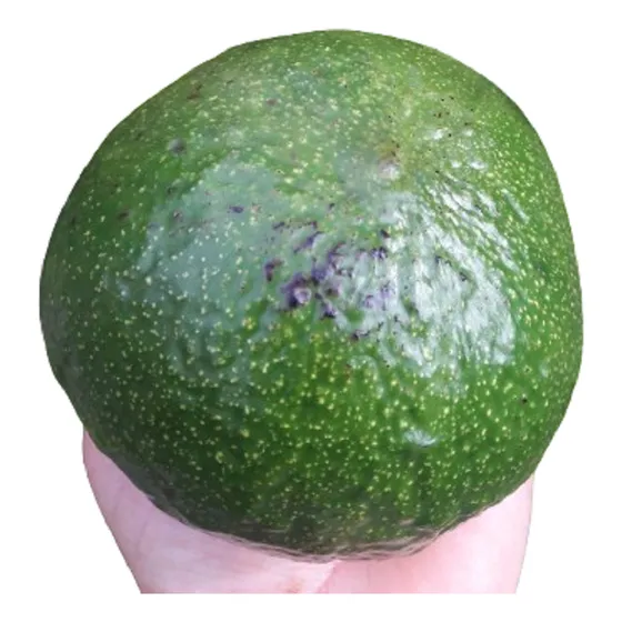 Árbol De Palta Fruto Grande Vivero Orgánico Cielo Verde