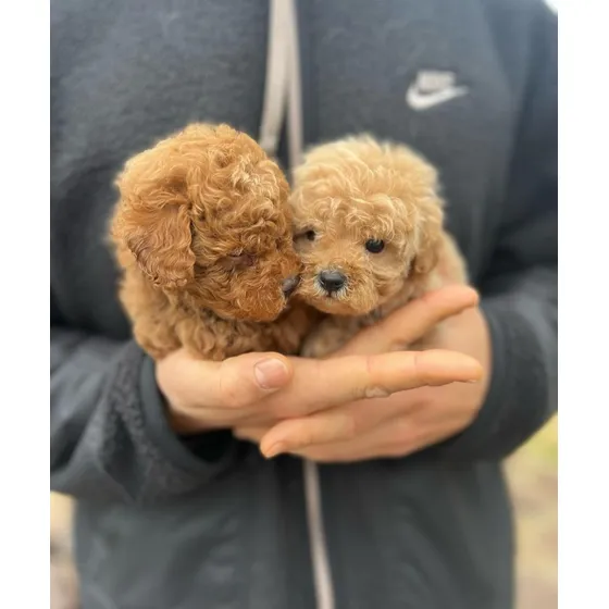 Cachorras Caniches Micro Mini Toy