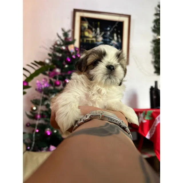 Shih Tzu Hembra Y Macho