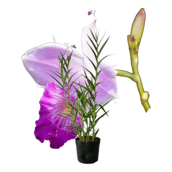 Muda Grande Orquídea Bambu 1 Metro Rápida Floração