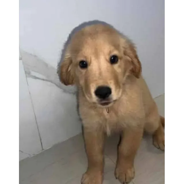 Cachorros Golden Restriver Hembra Y Macho