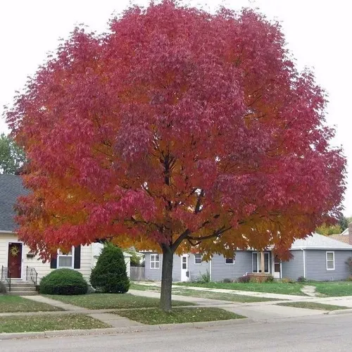Acer Palmatum Japonês 15 Sementes Para Mudas Ou Bonsai Bôrdo