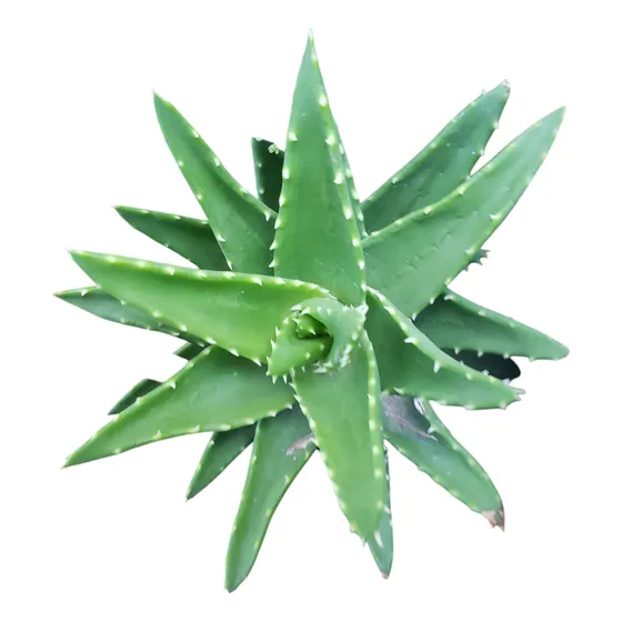 Planta Coelus Canina