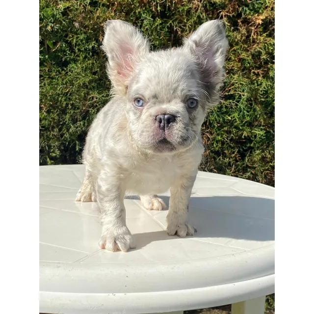 Cachorro Bulldog Francés Fluffy Lilac Merle Perross Co