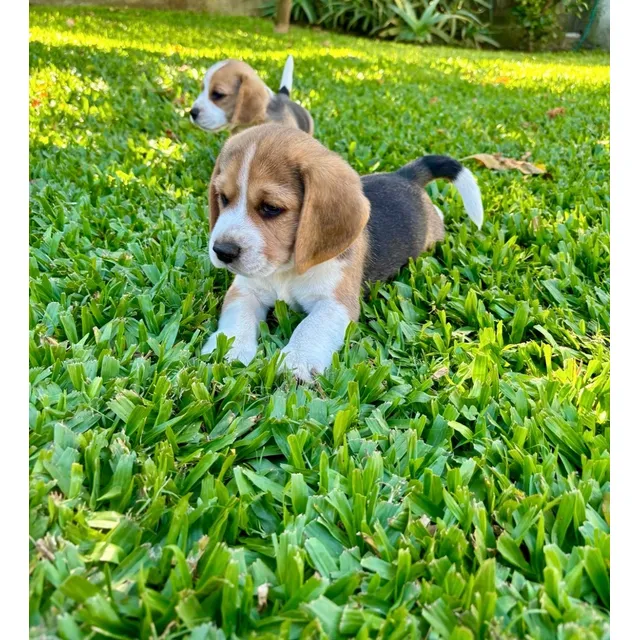 Cachorros Beagles Tricolores
