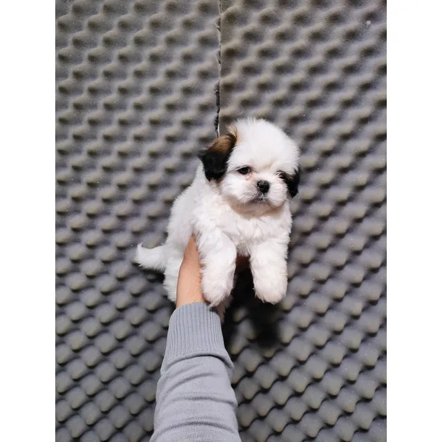 Shihtzu Miniaturas