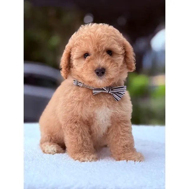 Golden Doodle