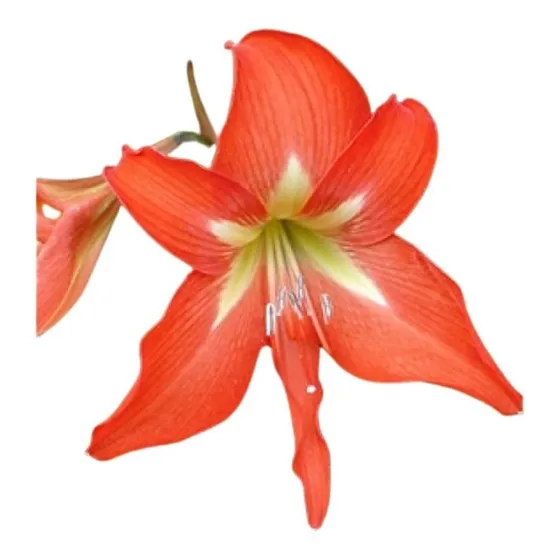 Bulbos De Flores Amarílis Amaryllis Iac Br 05 Unidades