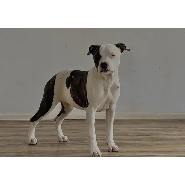 Cachorra American Staffordshire Terrier.