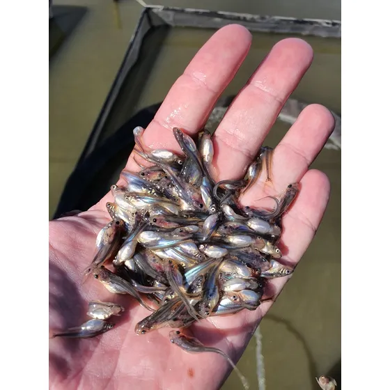 Alevinos De Pangasius (peixe Panga), Envio Aéreo E Terrestre